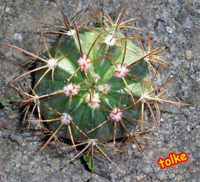 cactus6.jpg
