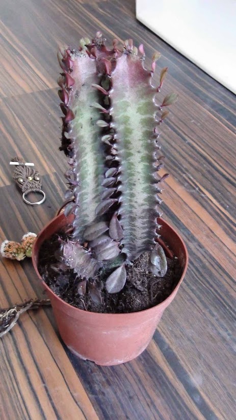 cactus6.jpg