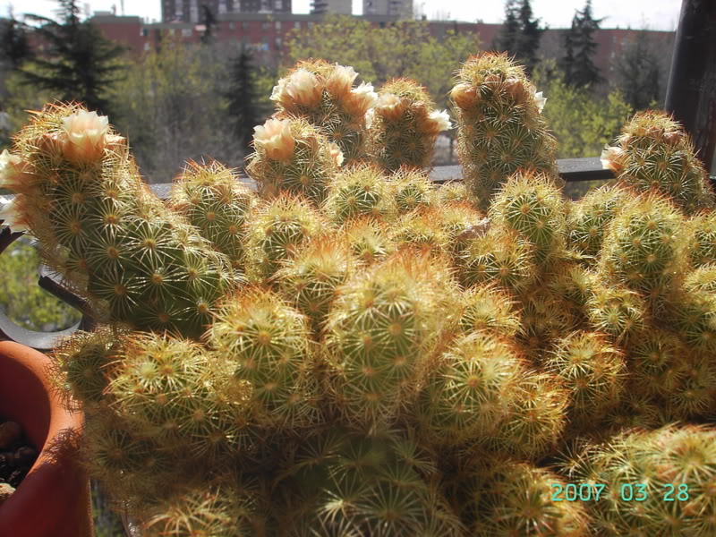 Cactus6.jpg