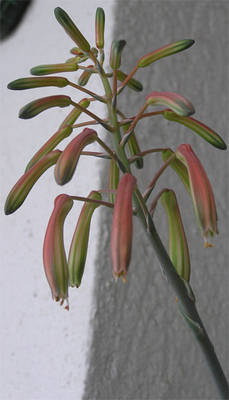 cactus66.jpg