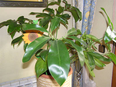 cactus7-001.jpg