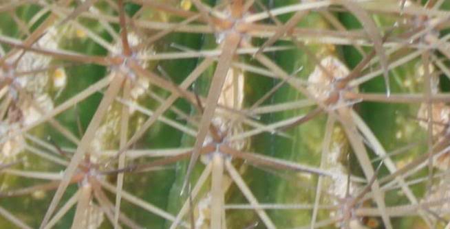 cactus7-1.jpg