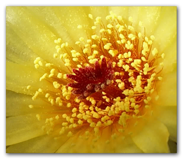cactus7.jpg
