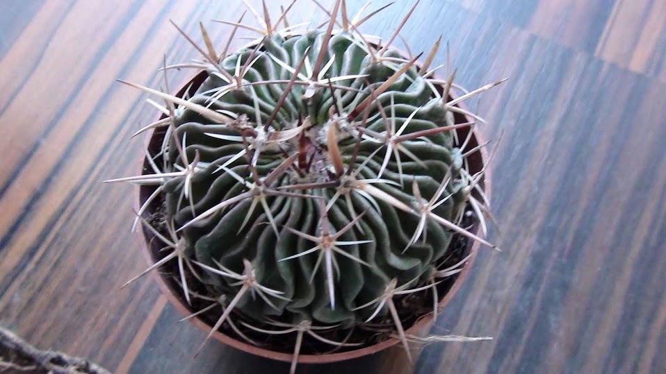 cactus7.jpg