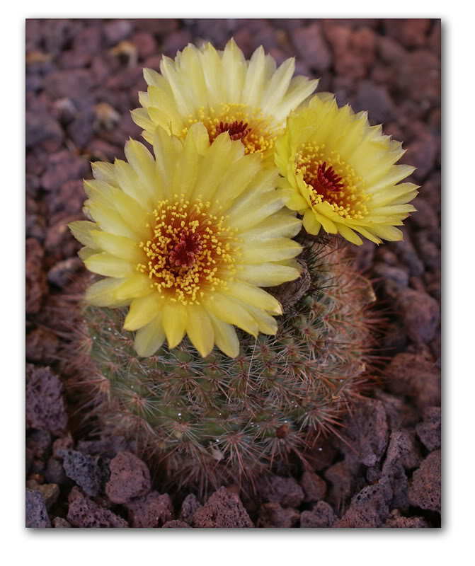 cactus7a.jpg