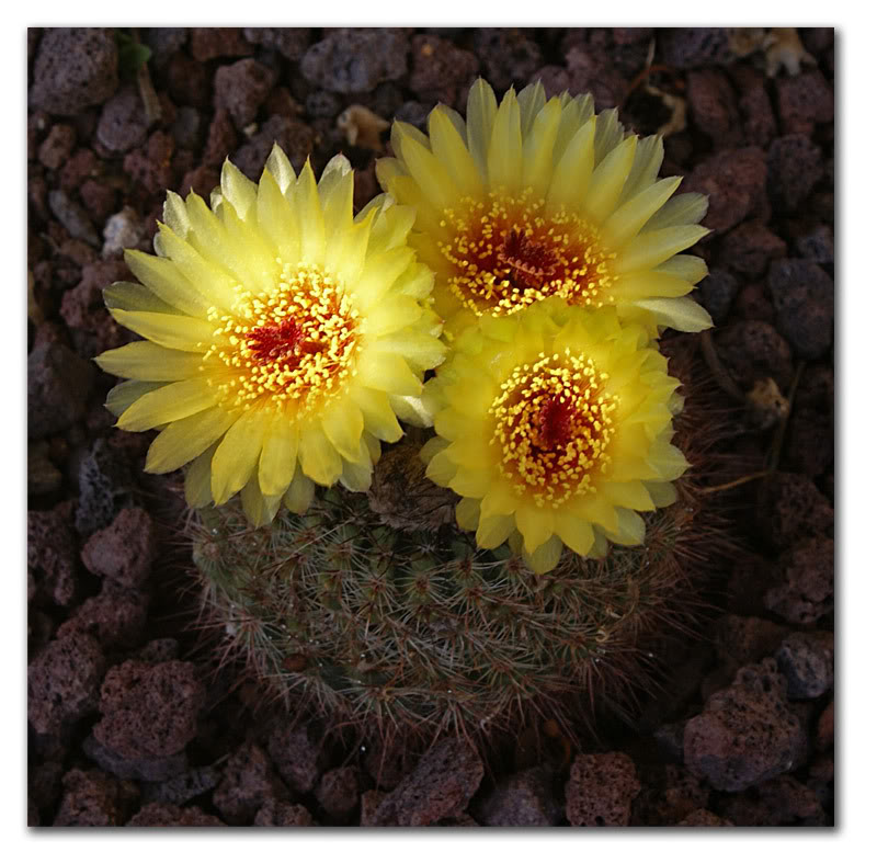 cactus7b.jpg
