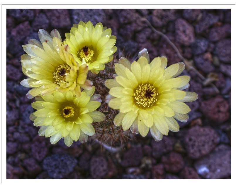 cactus8.jpg