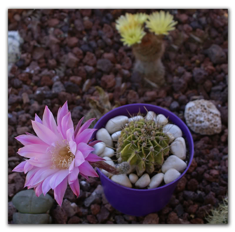 cactus8a.jpg