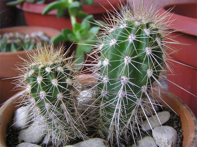 cactus9.jpg