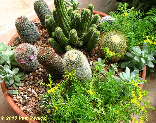 Cactus_%26_succulent_dish.JPG