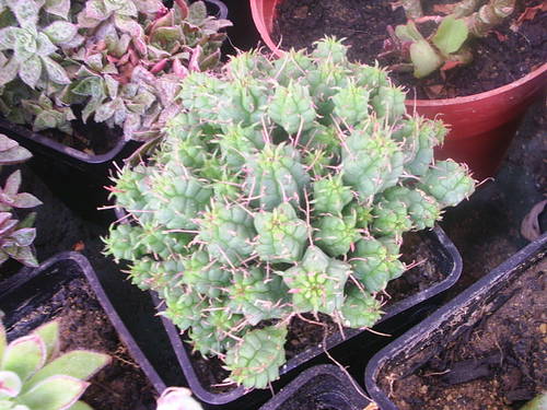 cactus_015.JPG