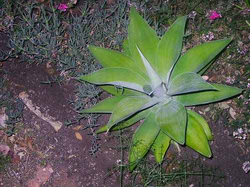 cactus_046.JPG