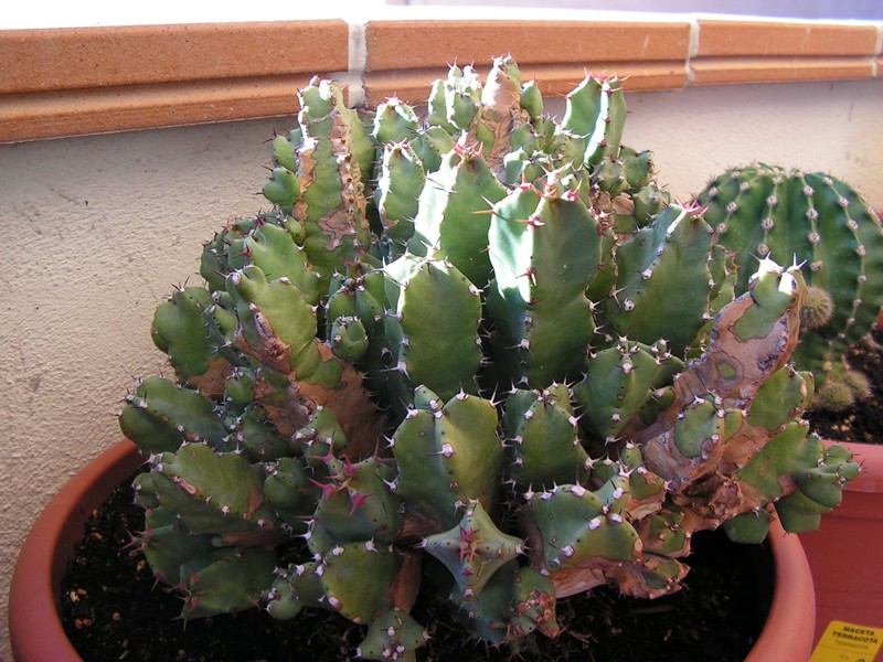 cactus_0471.jpg