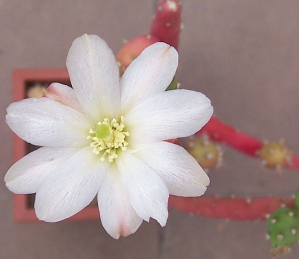 cactus_097_flor.jpg