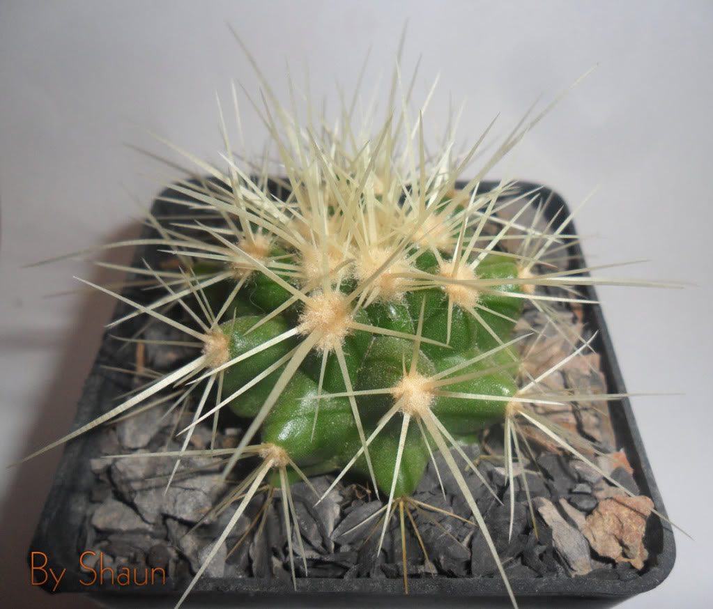 Cactus_1.jpg