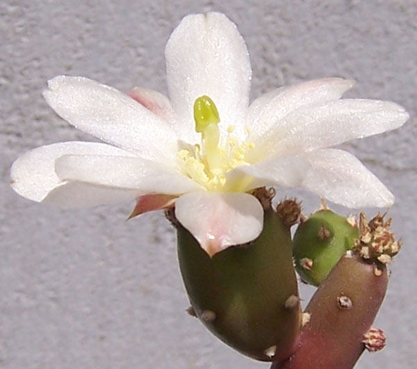 cactus_102_flor.jpg
