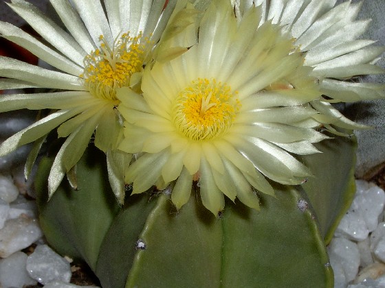 Cactus_11.jpg