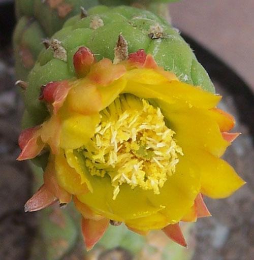 cactus_113_flor1.jpg