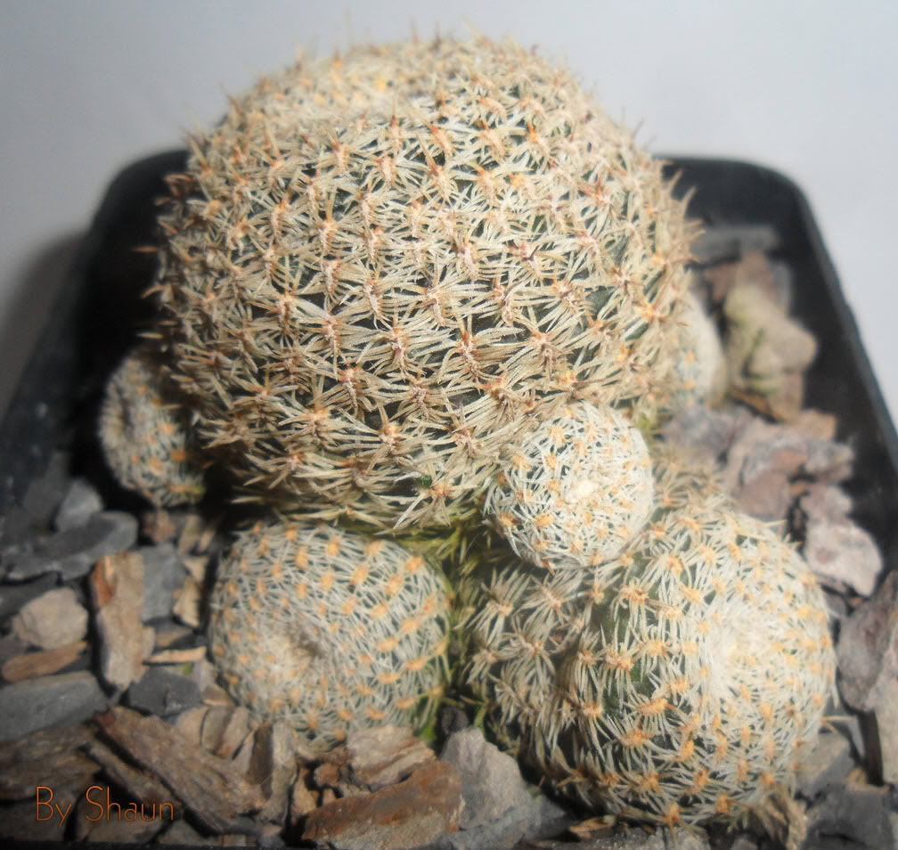 Cactus_15.jpg