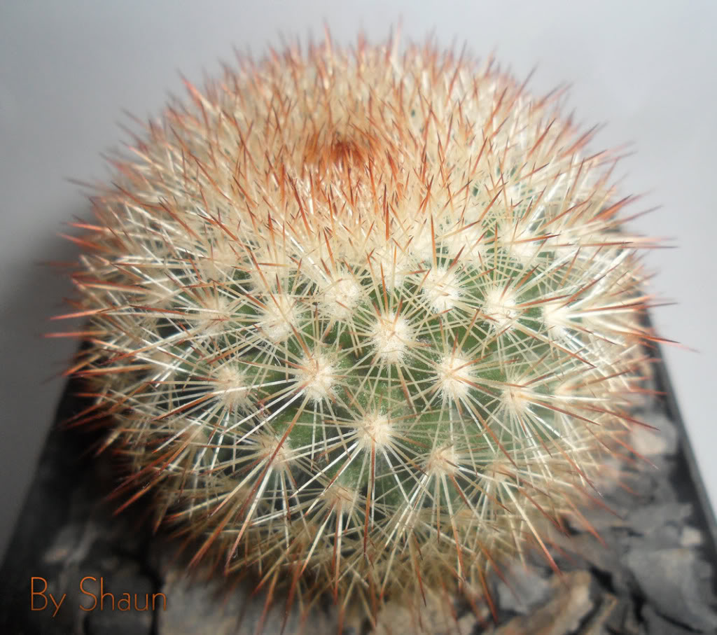 Cactus_17.jpg