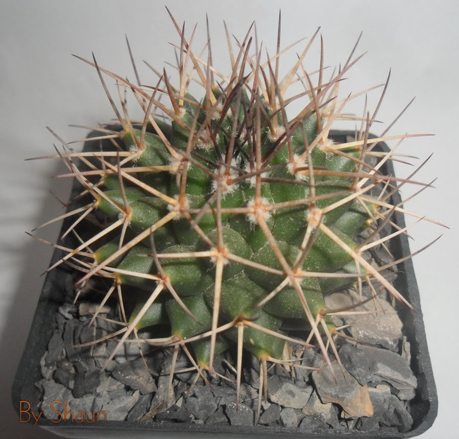 Cactus_18.jpg