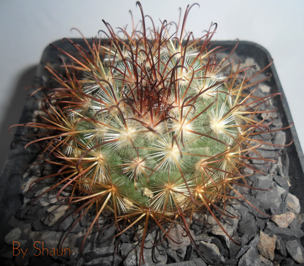 Cactus_19.jpg