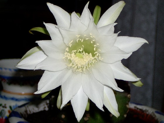 Cactus_21.jpg