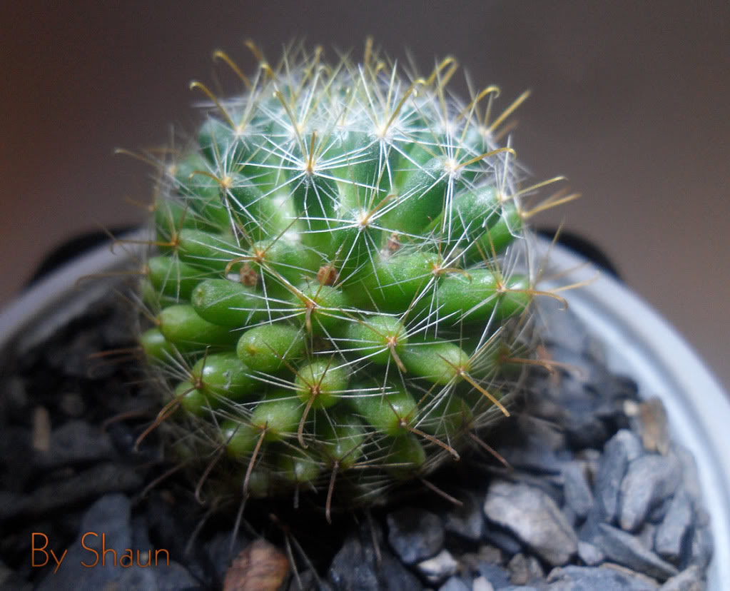 Cactus_3.jpg