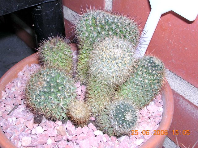 cactus_3cactus4_039.jpg