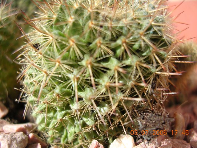 cactus_4-5_032.jpg