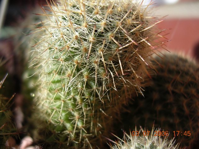 cactus_4-5_034.jpg