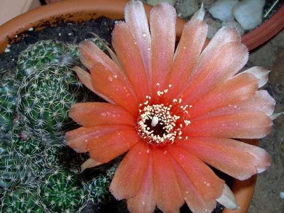 cactus_4.jpg
