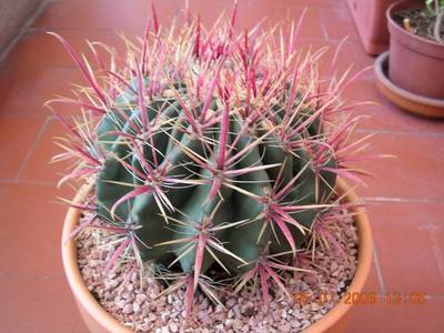 cactus_5_6_0051.jpg