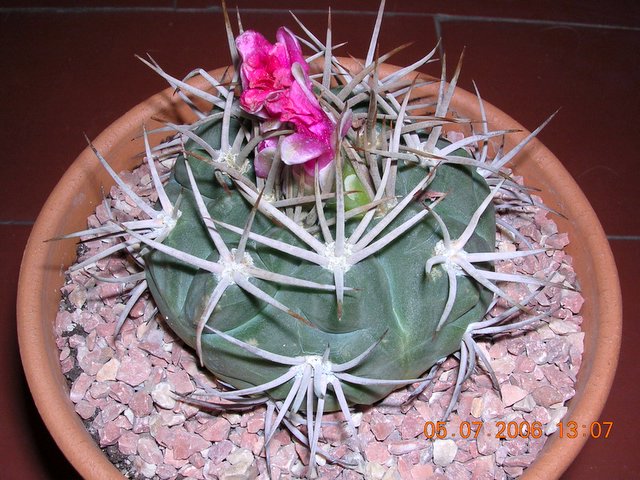 cactus_5_6_008.jpg