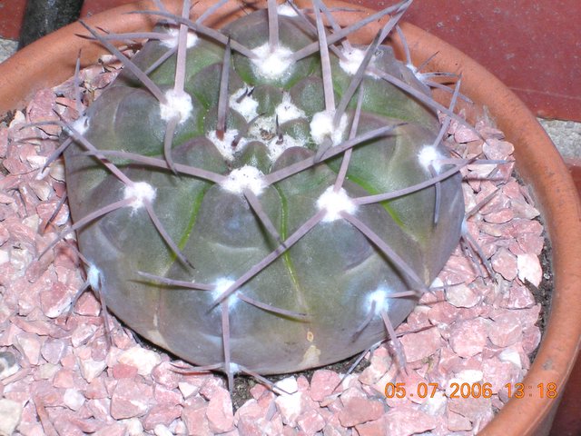 cactus_5_6_013.jpg
