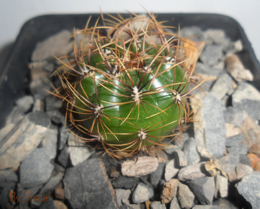 Cactus_6.jpg