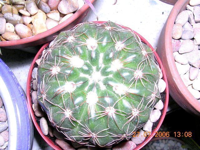 cactus_6_7_014.jpg