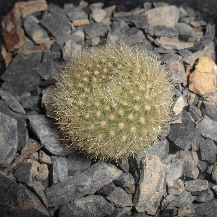 Cactus_8.jpg