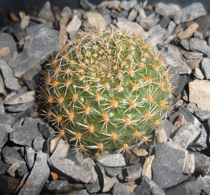Cactus_9.jpg