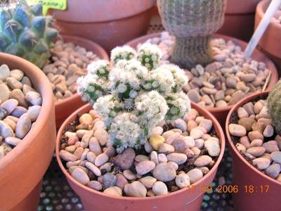 cactus_a_identificar_035.jpg
