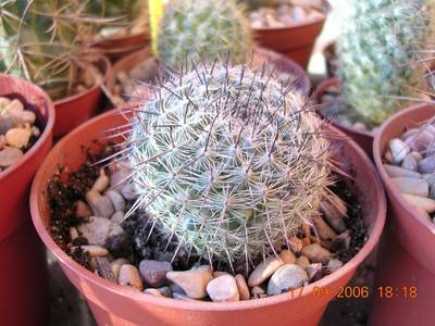 cactus_a_identificar_036-1.jpg