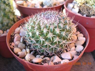 cactus_a_identificar_037.jpg