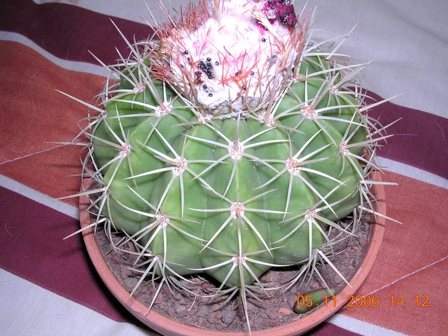 cactus_a_identificar_3_002.jpg