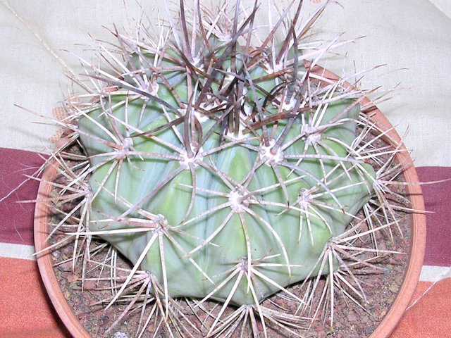 cactus_a_identificar_3_005.jpg