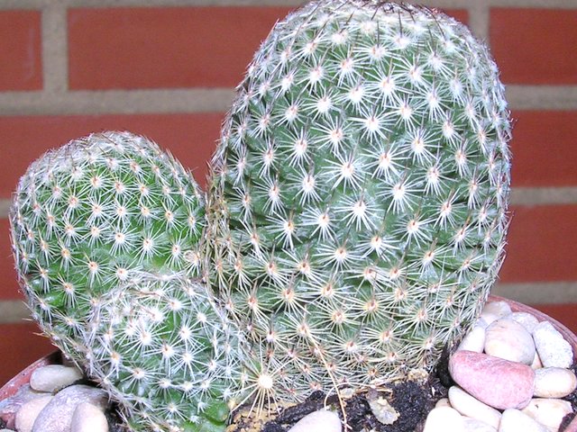 cactus_a_identificar_4_005.jpg