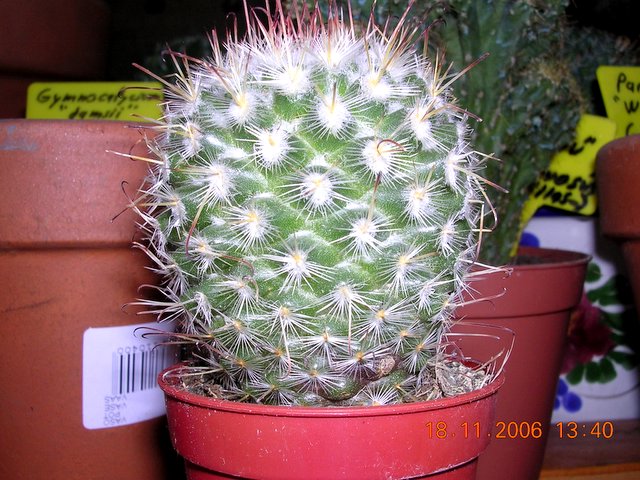 cactus_a_identificar_5_001.jpg