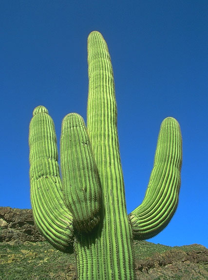cactus_big.jpg