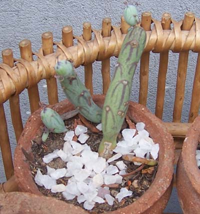 cactus_casa%2012a%7E0.jpg
