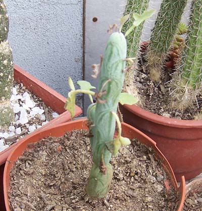 cactus_casa%2012b%7E0.jpg