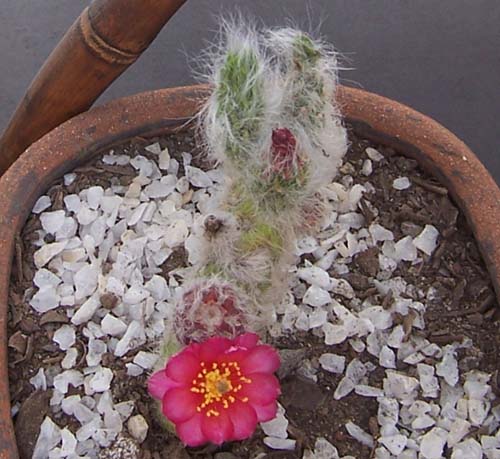 cactus_casa%205.jpg